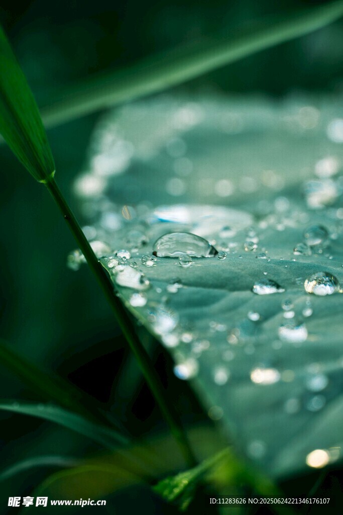 绿叶上晶莹的水珠