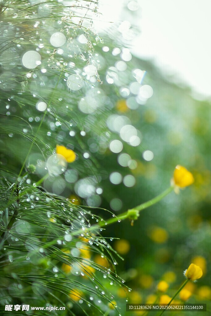 雨后绿植上晶莹的水珠
