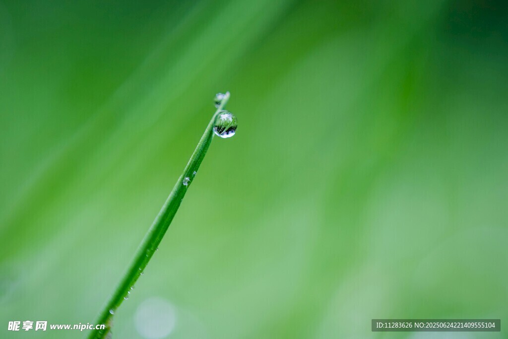 草尖上的晶莹露珠