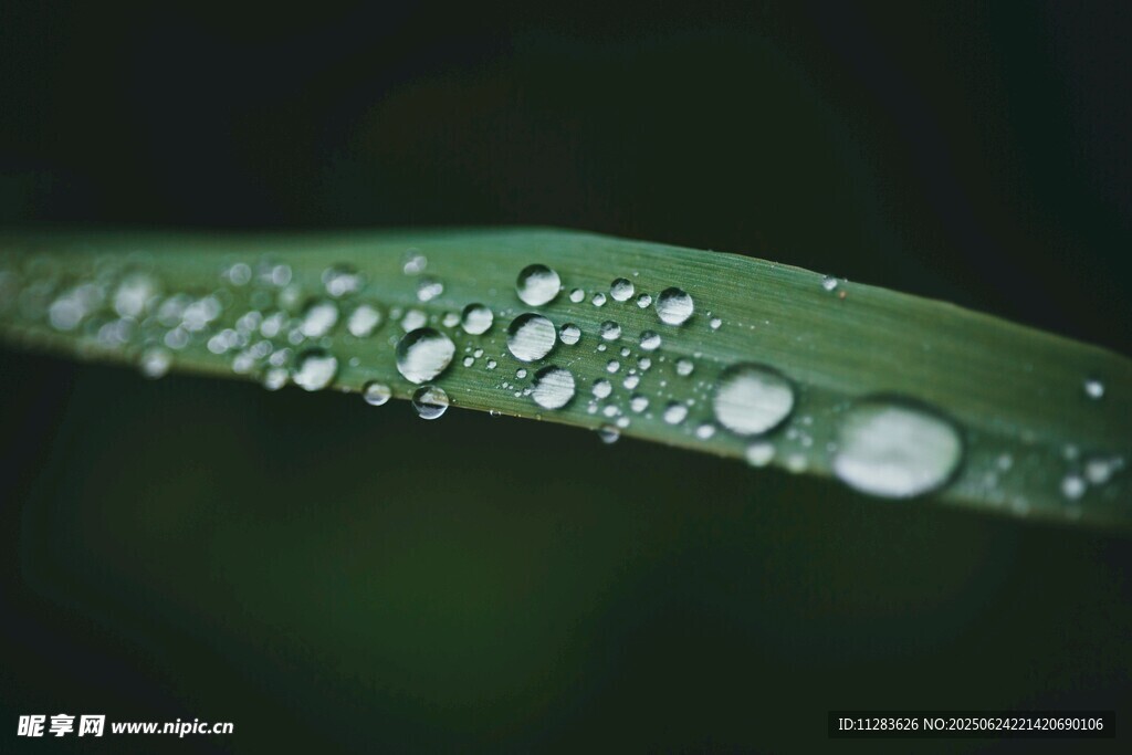 叶片上晶莹的水珠