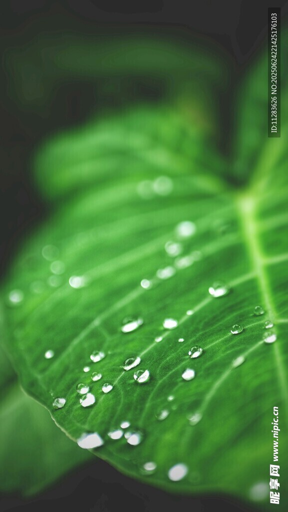 绿叶上的晶莹水珠