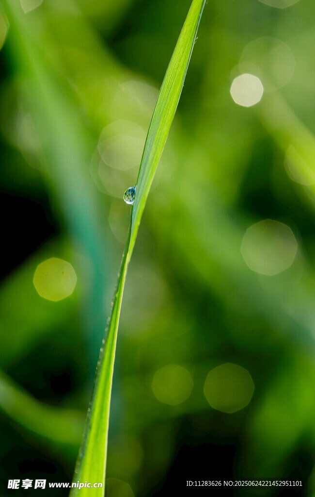 草尖上的晶莹露珠