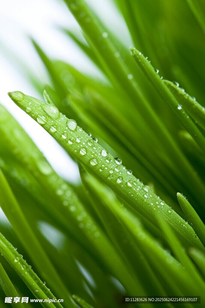 带露珠的嫩绿青草