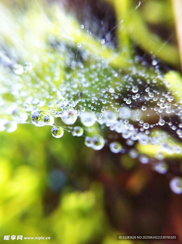 晶莹露珠点缀翠绿植物