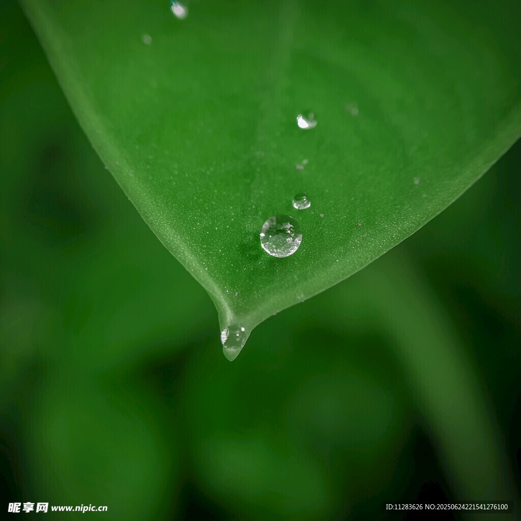 绿叶上的晶莹水珠