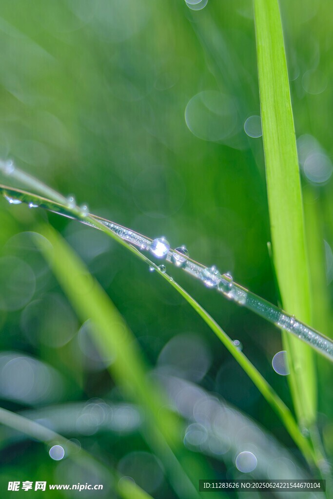 草尖上的晶莹露珠