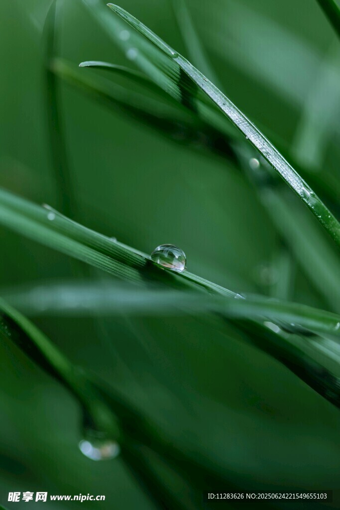 草尖上的晶莹露珠