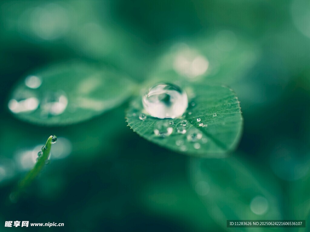 绿叶上晶莹的水珠