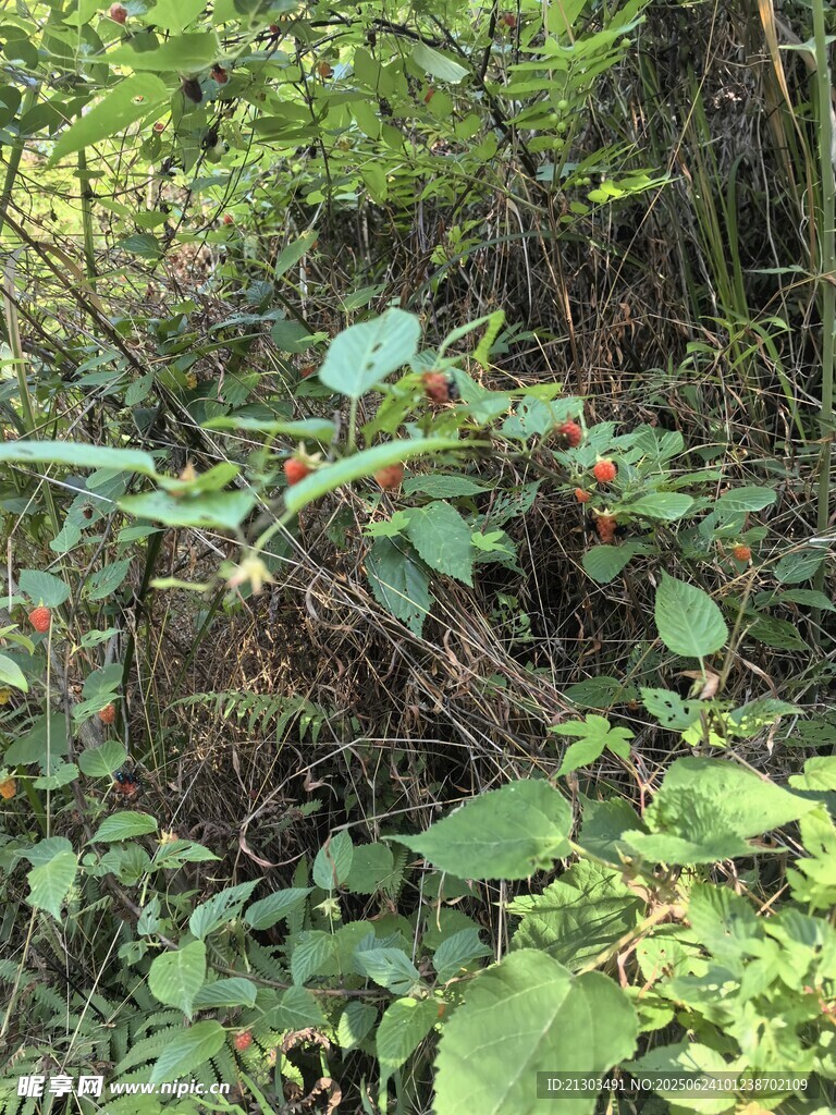 野果 野山莓
