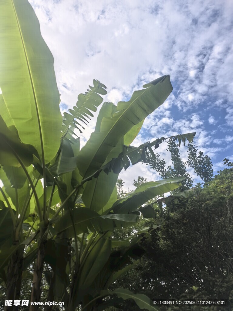阳光下的繁茂香蕉植株