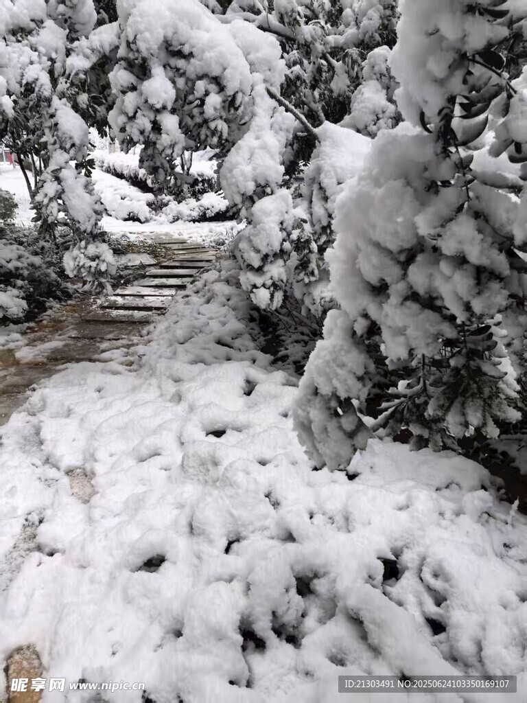 雪覆林间小道