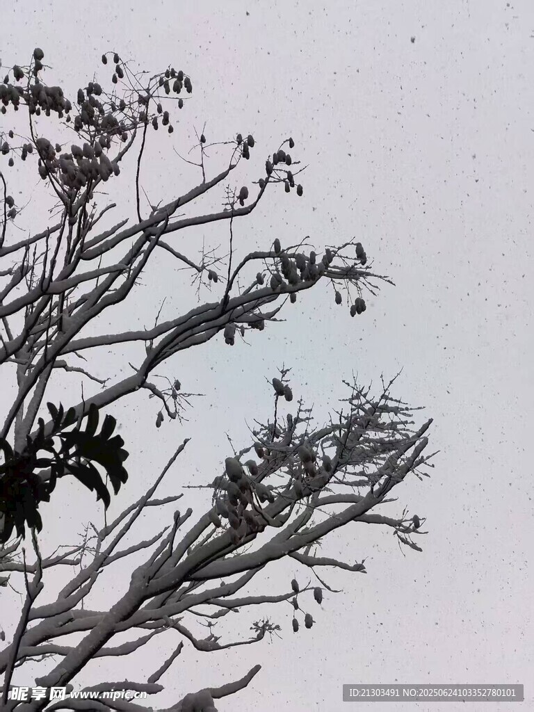 枯树枝头的萧瑟景象