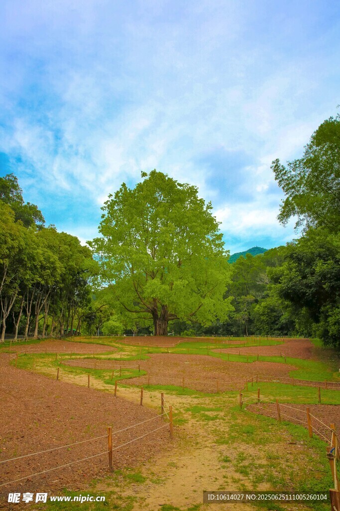 深圳仙湖 菩提树