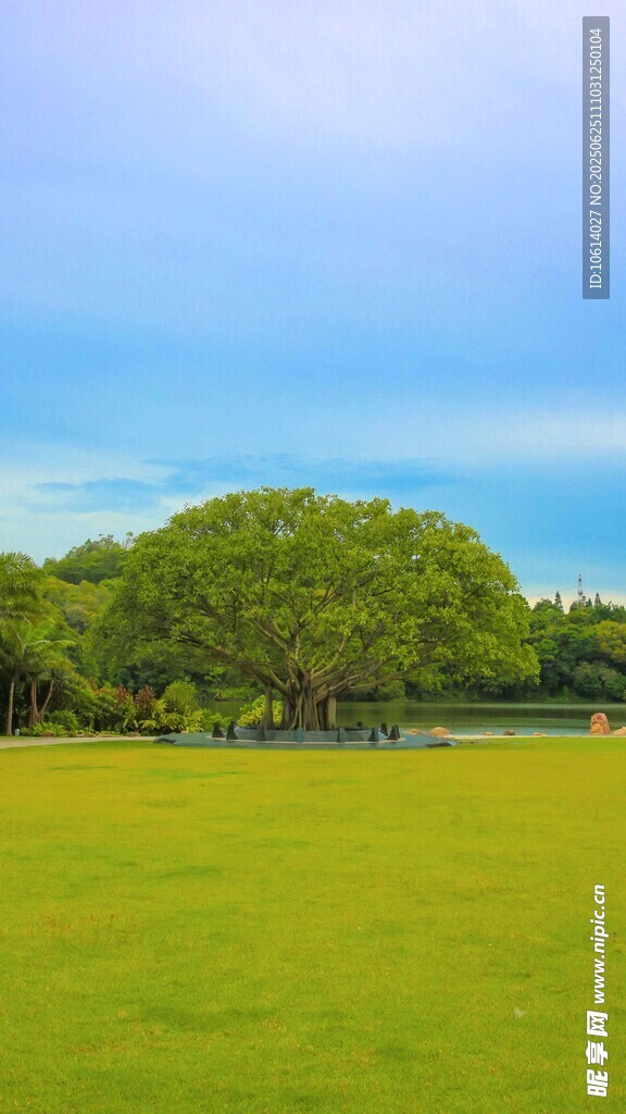 深圳仙湖小平手植榕树