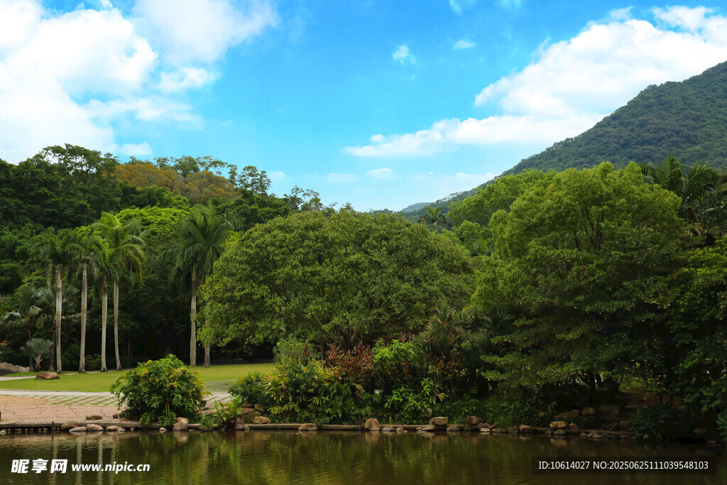 深圳仙湖小平手植榕树