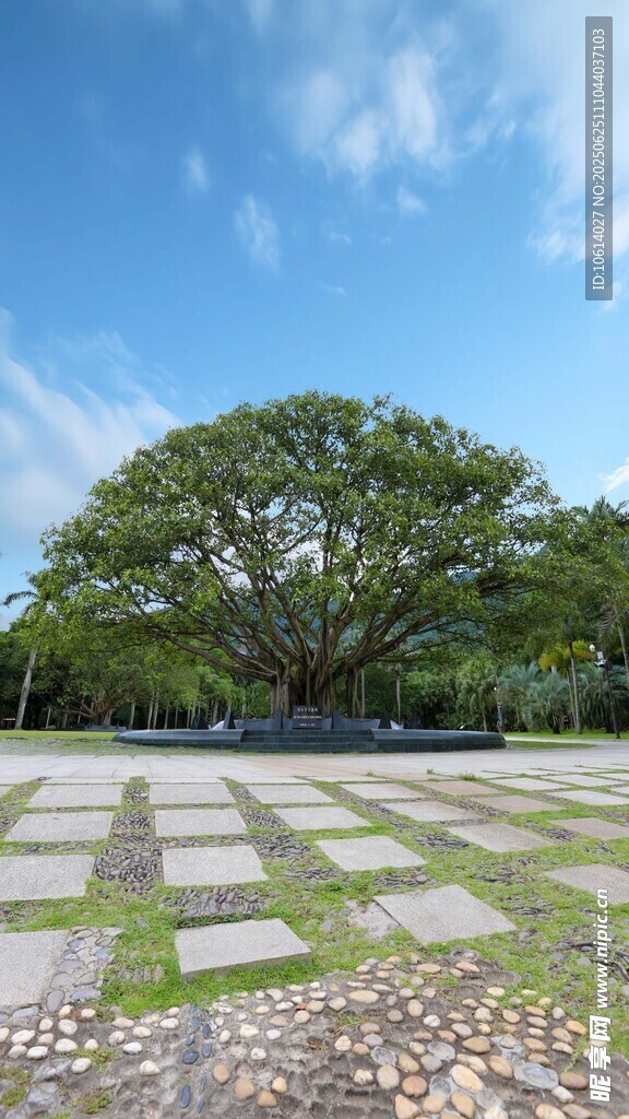 深圳仙湖小平手植榕树