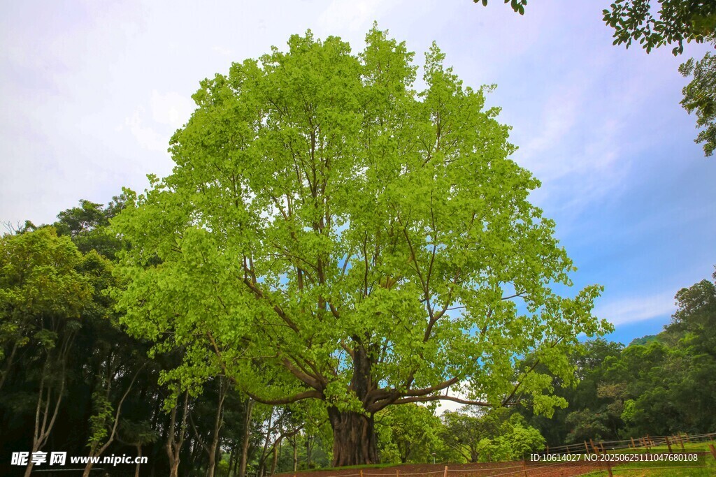 深圳仙湖 菩提树