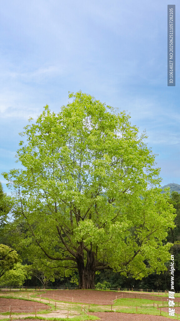 深圳仙湖 菩提树