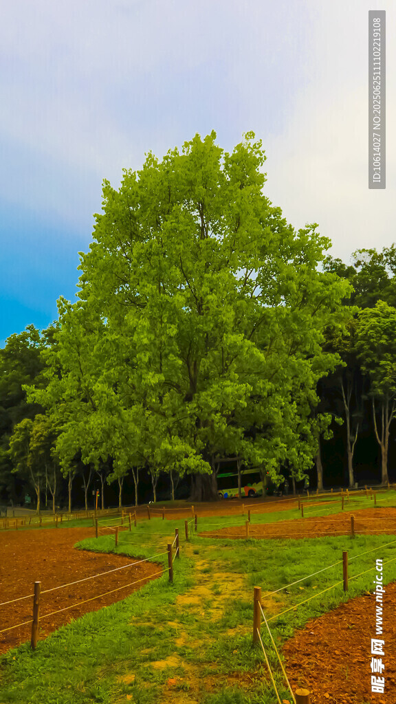 深圳仙湖 菩提树