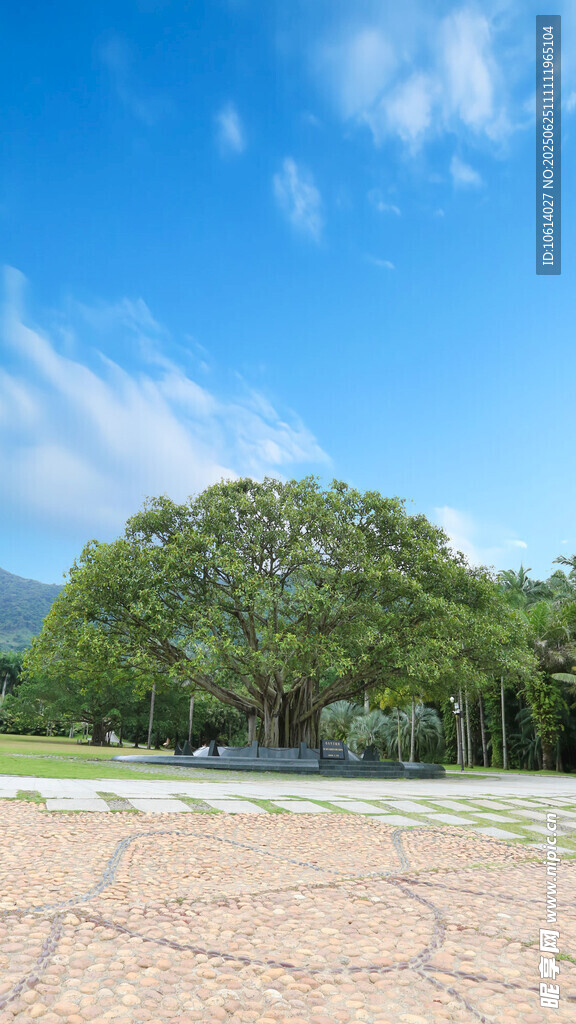 深圳小平手植树 榕树