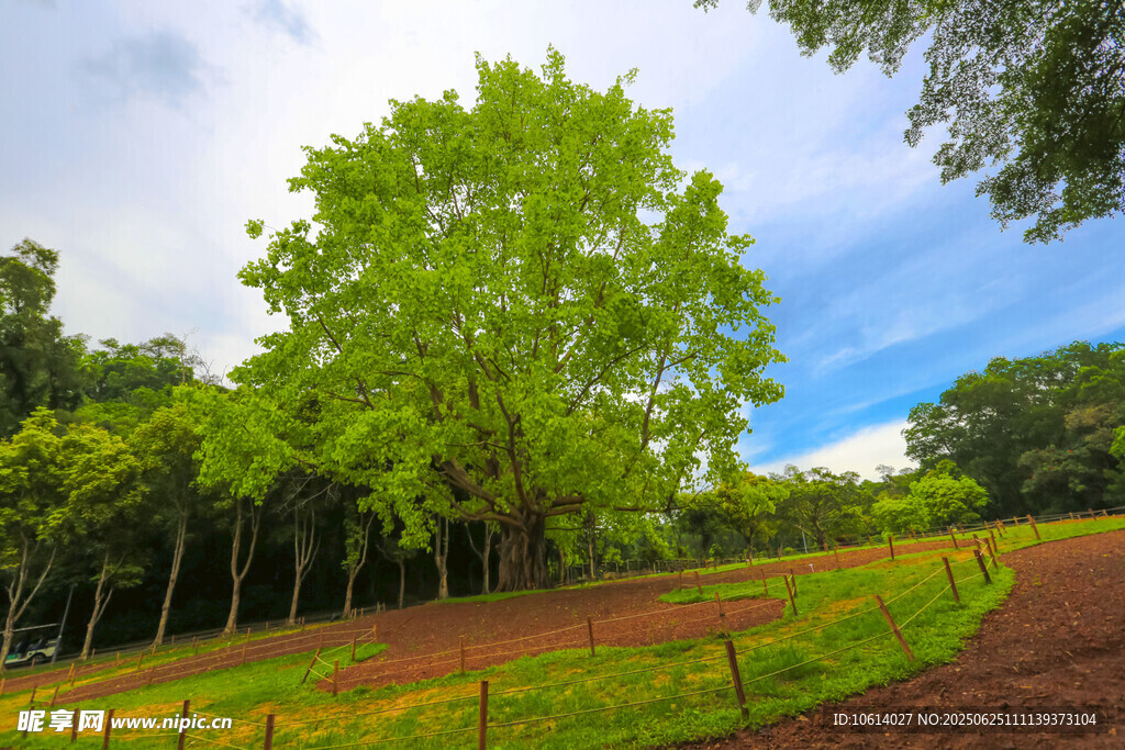 深圳仙湖 菩提树