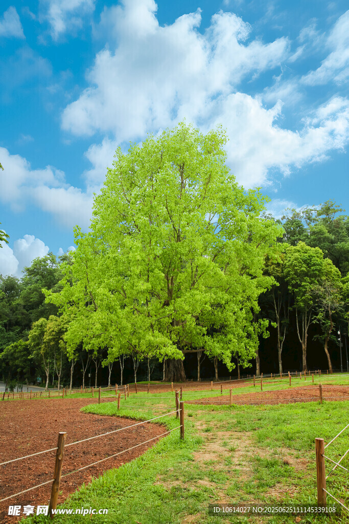 深圳仙湖 菩提树