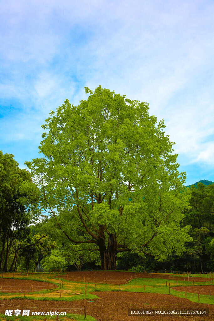 仙湖植物园 菩提树