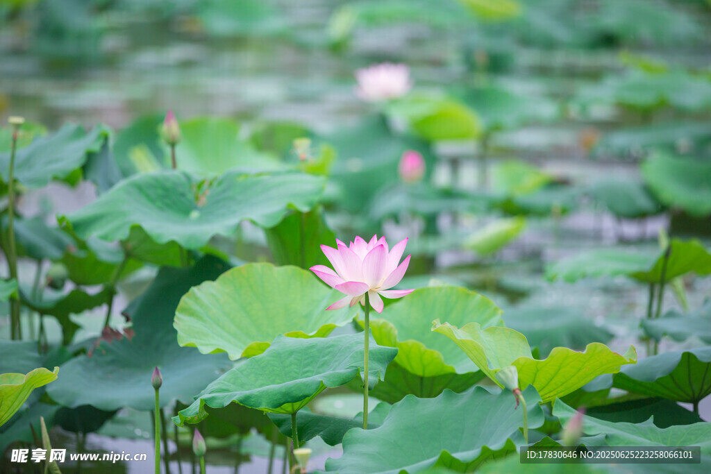 荷塘中的娇艳粉色荷花