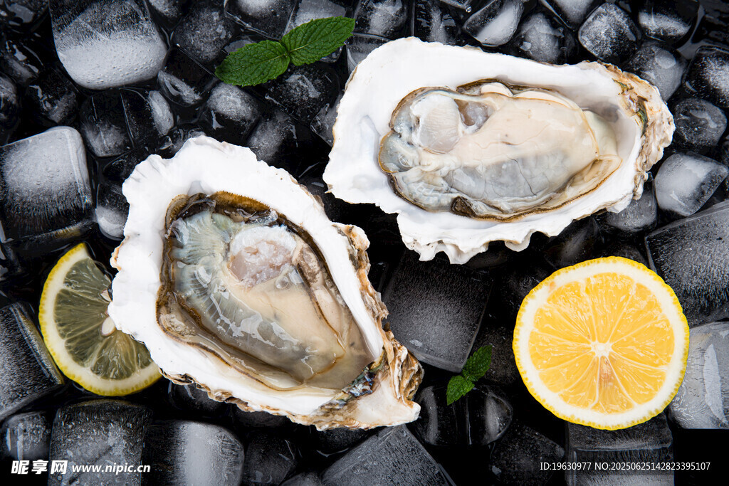 新鲜生蚝