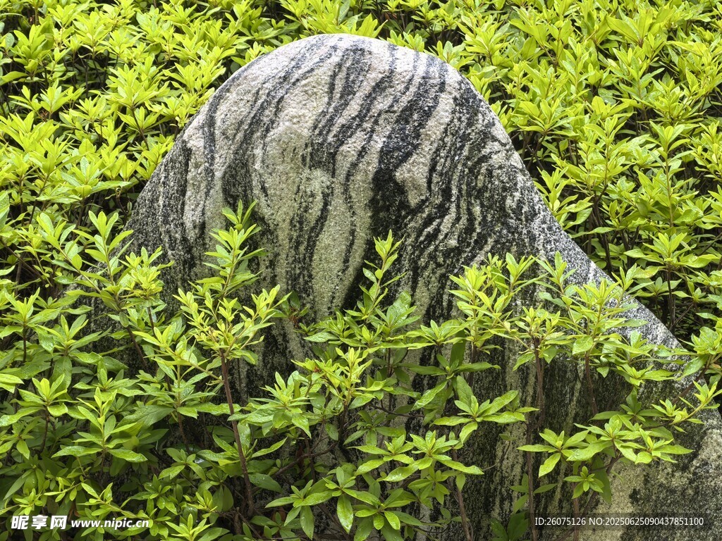 石隐绿植间