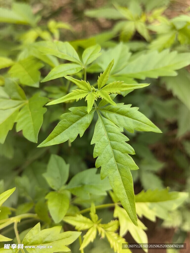 黄荆叶片特写