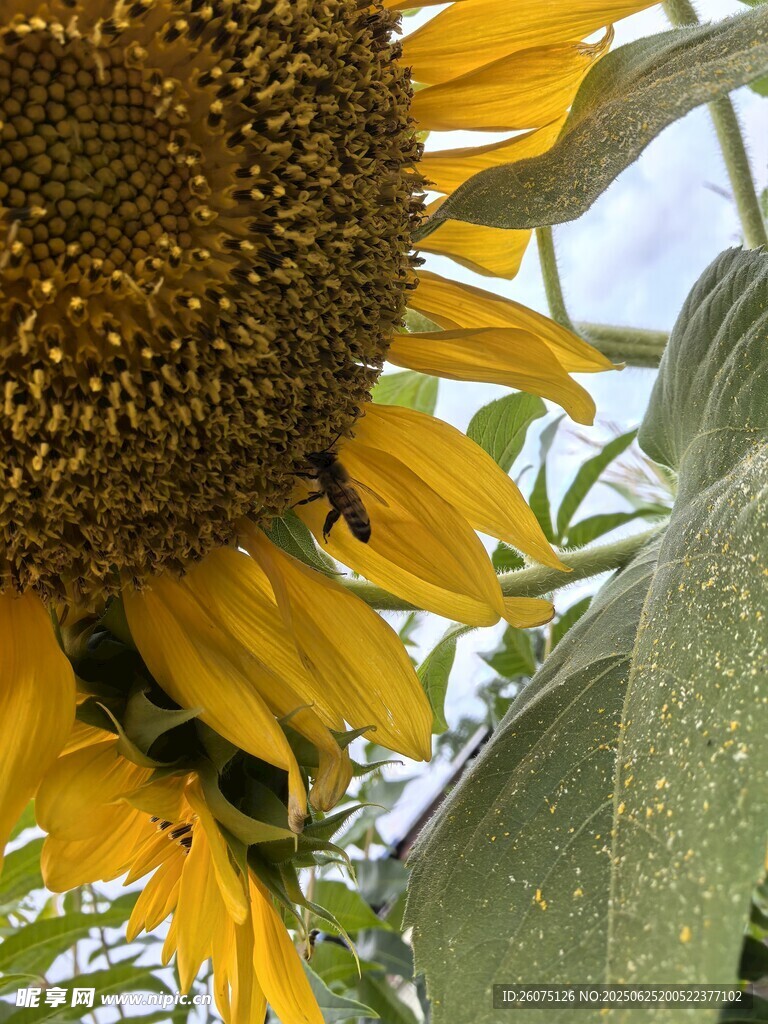 阳光下的向日葵与蜜蜂