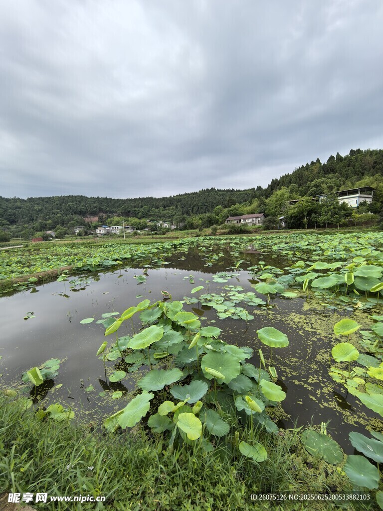 荷塘风光