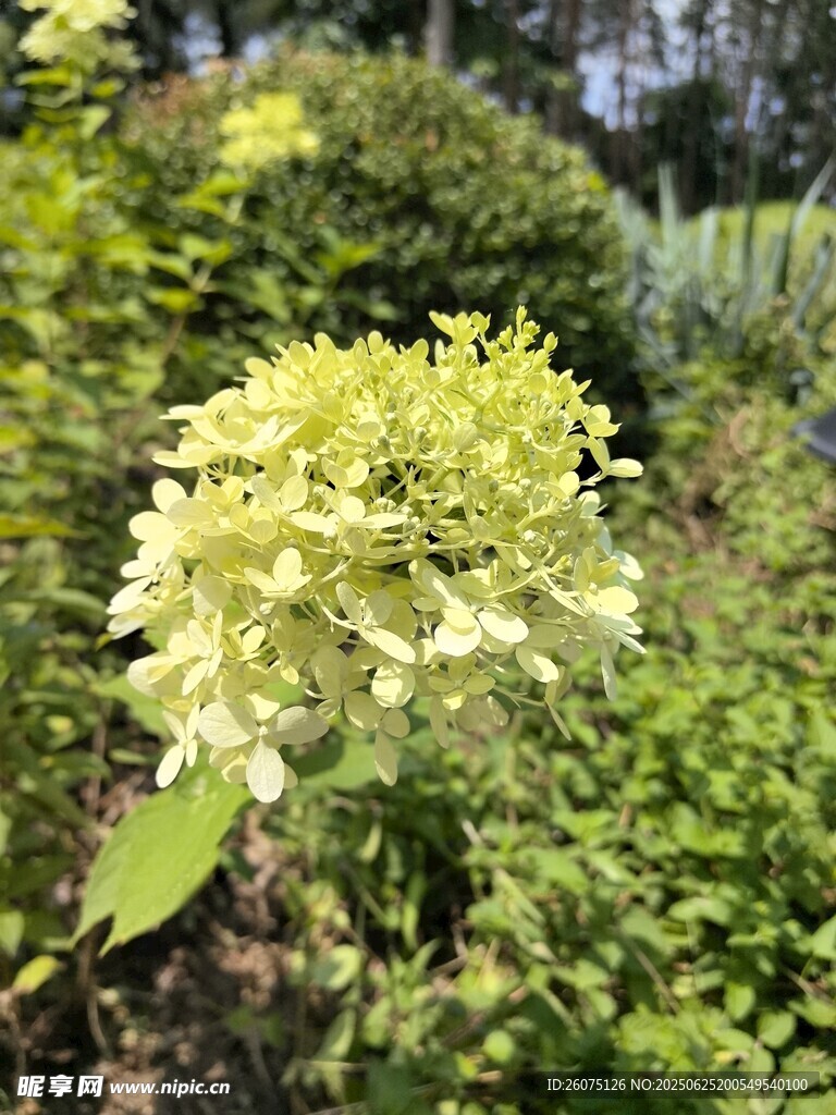 清新绣球花绽放于绿植间