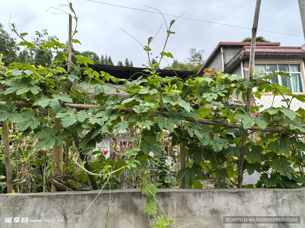 院墙边的苦瓜藤