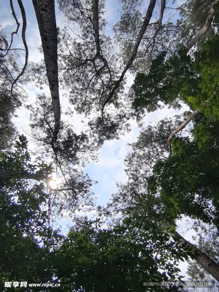 仰视茂密森林树冠