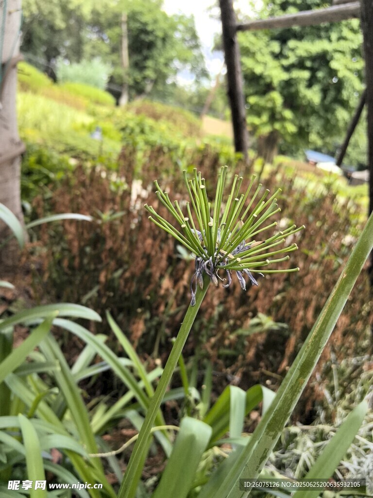 户外绿植景观