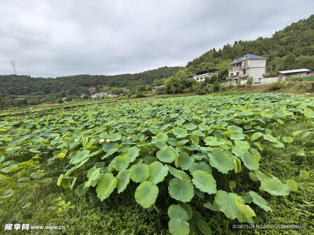 田园荷塘种植地景观