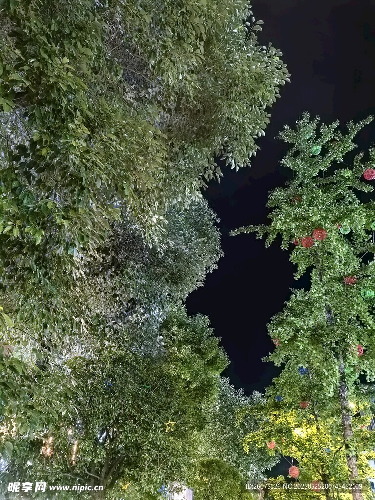 仰望夜空下的繁茂树林