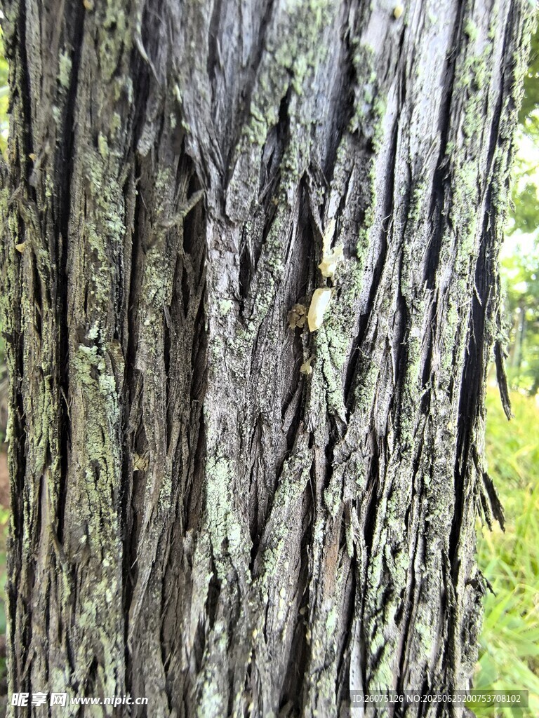 粗糙的树皮纹理特写