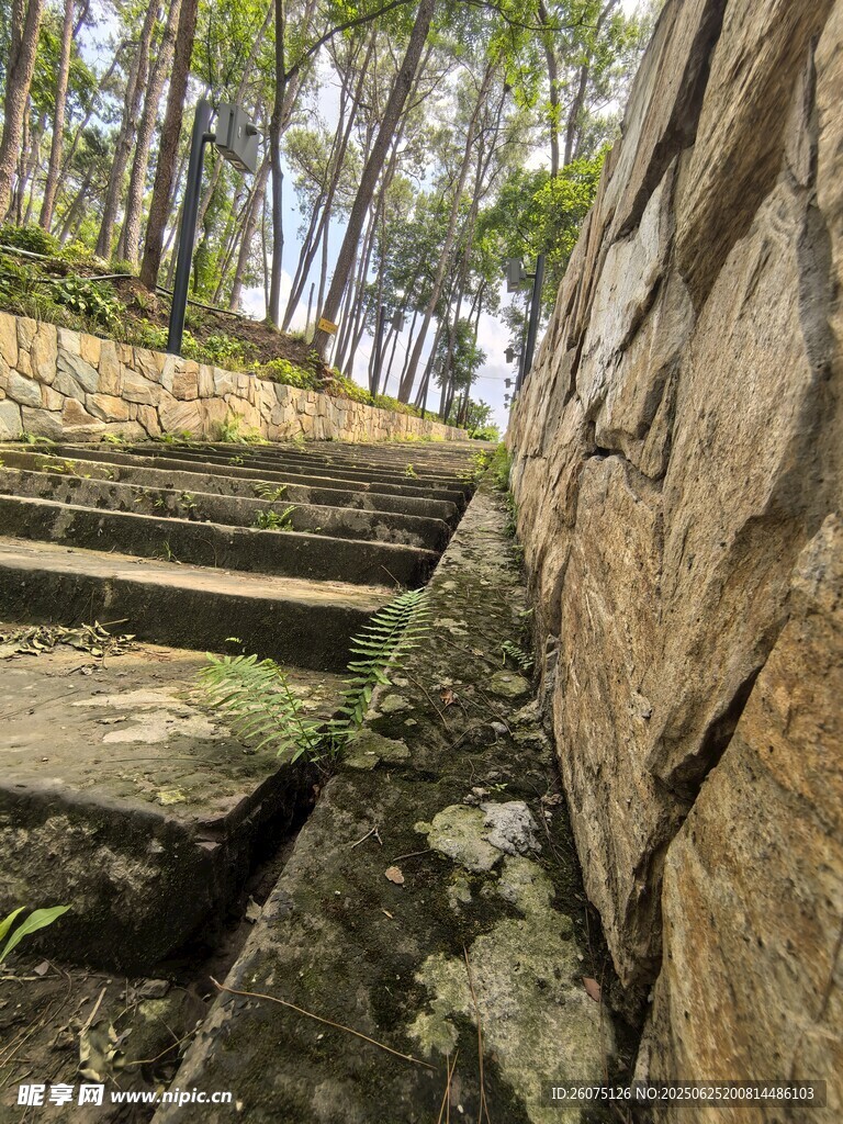 石砌台阶与林间景致