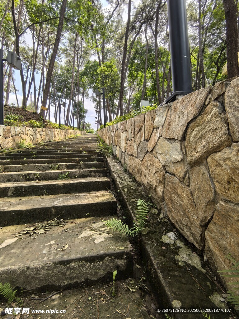 林间石阶