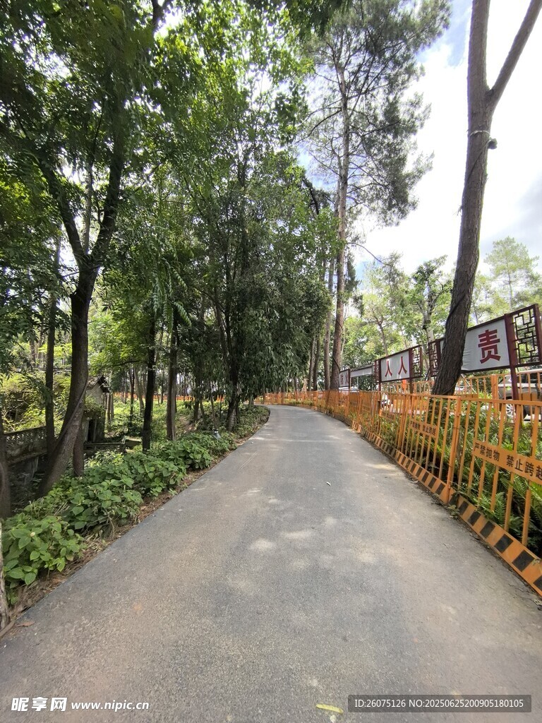林间幽静小路
