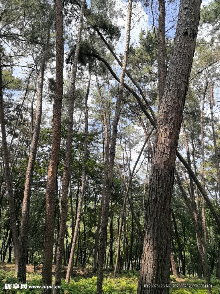 阳光照耀下的茂密松树林