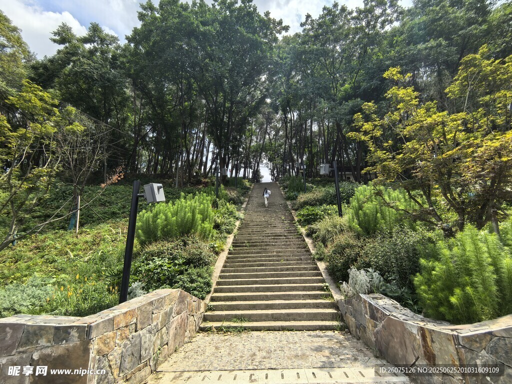 林间石阶