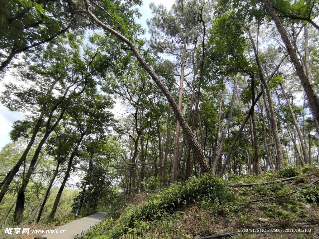 林间小道