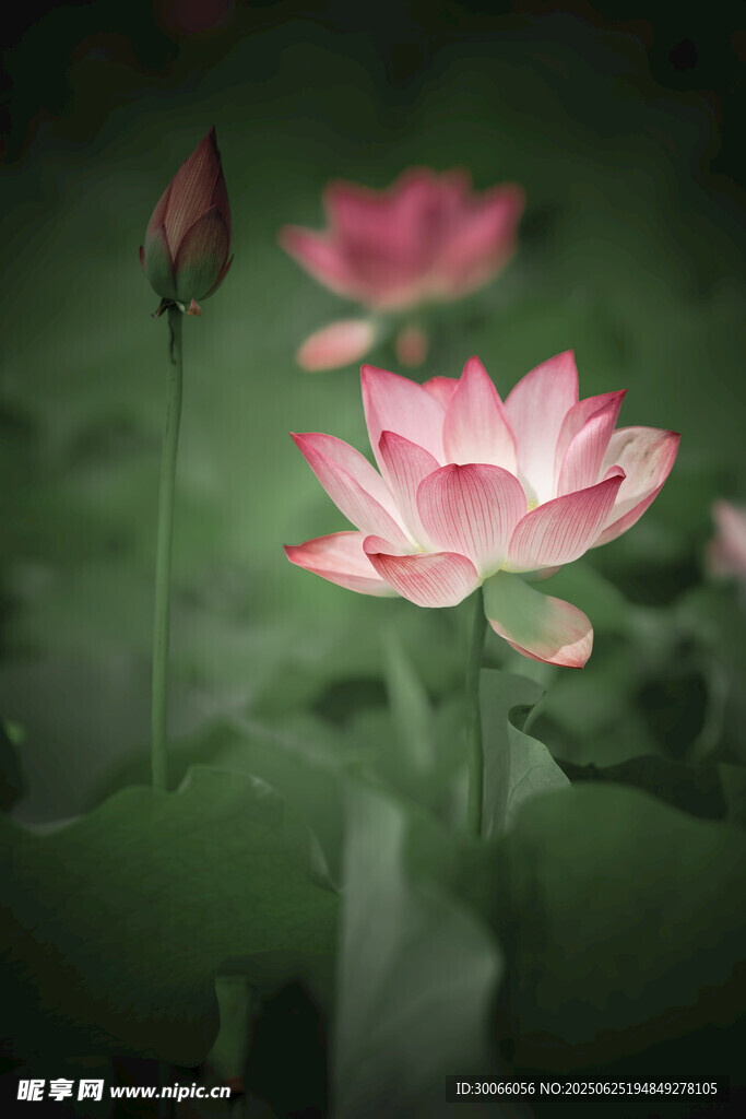 娇艳荷花绽放于绿叶间