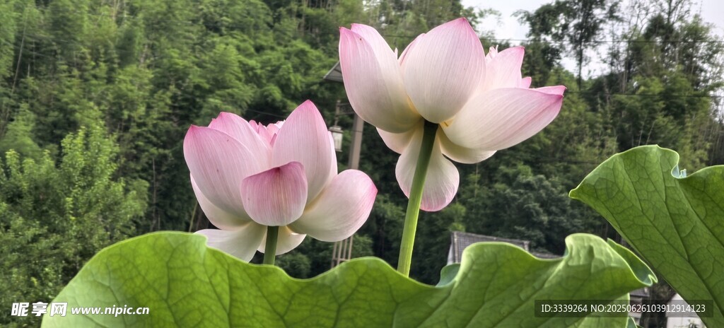 夏韵荷花