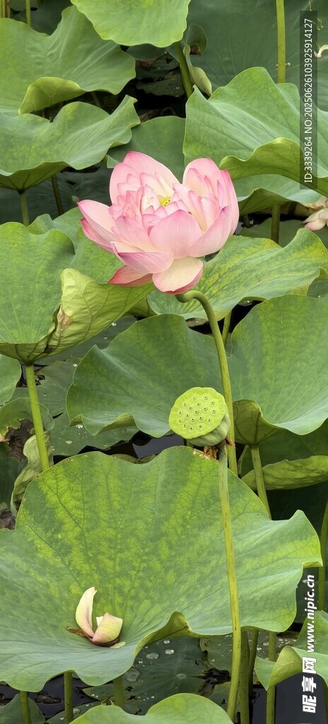 夏韵荷花