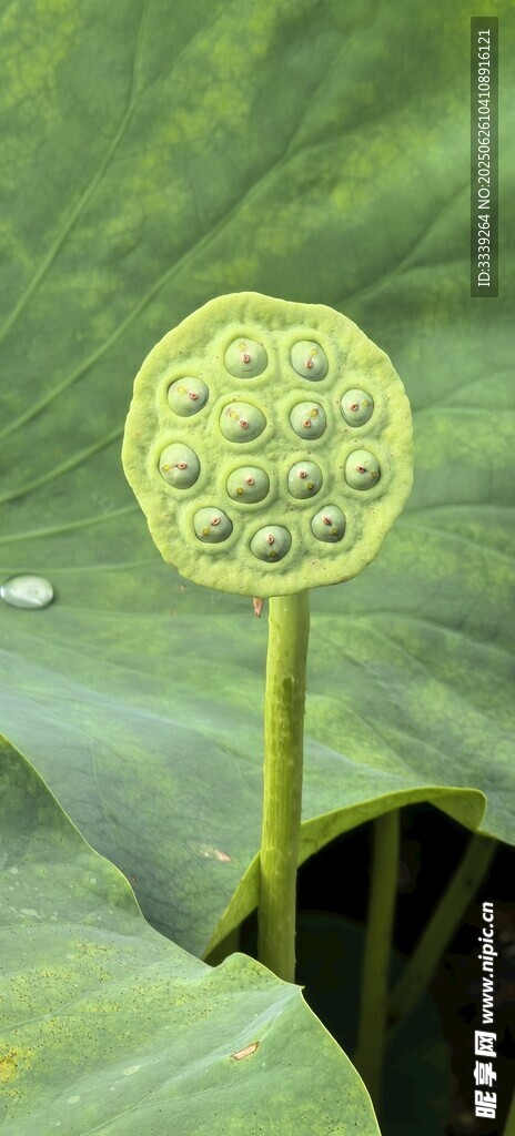荷塘独占莲蓬
